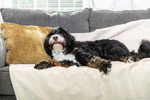 Show full view: Magic Fabric Luxurious Odor Resistant Dog & Cat Furniture Cover, Custard, Large slide 4 of 6