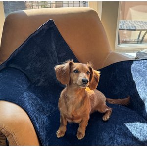 Magic Fabric Waterproof Odor Resistant Dog & Cat Furniture Cover, Eclipse, Small