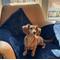 Show in main carousel: Magic Fabric Luxurious Odor Resistant Dog & Cat Furniture Cover, Eclipse, Small slide 1 of 7