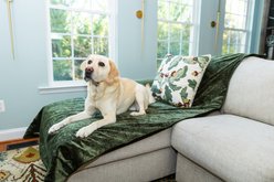 Magic Fabric Waterproof Odor Resistant Dog & Cat Furniture Cover, Moss, Large slide 1 of 4