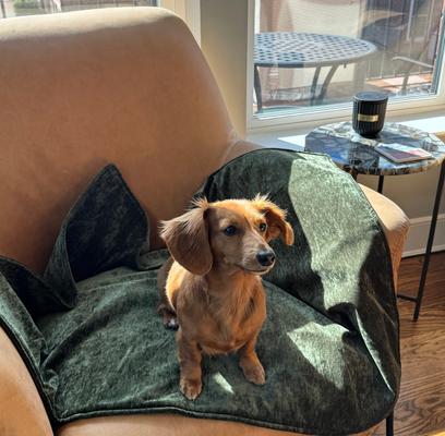 Show full view: Magic Fabric Luxurious Odor Resistant Dog & Cat Furniture Cover, Moss, Small slide 4 of 6