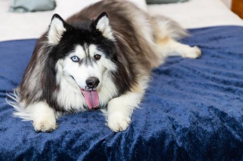 Show full view: Magic Fabric Luxurious Odor Resistant Dog & Cat Furniture Cover, Eclipse, Jumbo slide 5 of 7