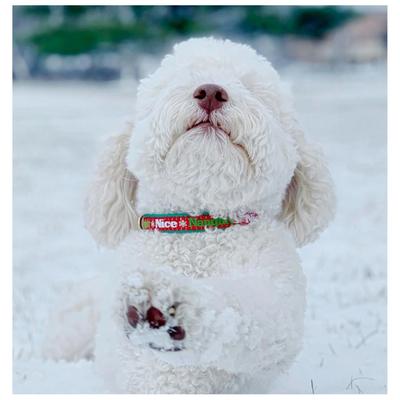 Show full view: Up Country Christmas Naughty & Nice Dog Collar, X-Large Wide: 18 to 24-in neck, 1-in wide slide 2 of 5