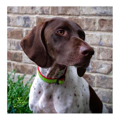 Show full view: Up Country Christmas Candy Cane Dog Collar, X-Large Wide: 18 to 24-in neck, 1-in wide slide 2 of 5
