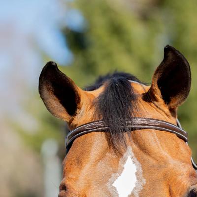 Show full view: Equinavia Valkyrie Classic Wide Noseband Hunter Horse Bridle with Reins, Chocolate Brown, Cob slide 4 of 6