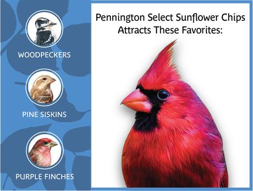 Show full view: Pennington Select Sunflower Chips Wild Bird Food, 5-lb bag slide 4 of 11