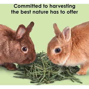 Kaytee Natural Timothy Blend Cubes Small Animal Treats, 1-lb bag