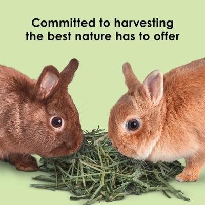 Show full view: Kaytee Natural Timothy Blend Cubes Small Animal Treats, 1-lb bag slide 8 of 11