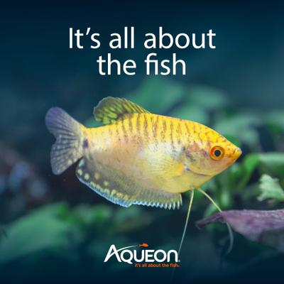Show full view: Aqueon Smart Clean Filtration LED Fish Aquarium Starter Kit, 20-gal slide 8 of 11