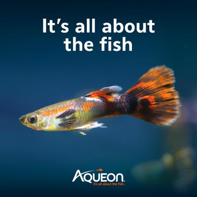 Show full view: Aqueon Smart Clean Filtration LED Fish Aquarium Starter Kit, 10-gal slide 8 of 11