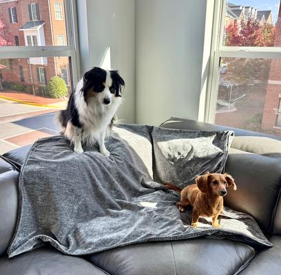 Show full view: Magic Fabric Luxurious Odor Resistant Dog & Cat Furniture Cover, Stone, Medium slide 4 of 6