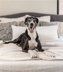 Magic Fabric Luxurious Odor Resistant Dog & Cat Furniture Cover, Custard, Jumbo