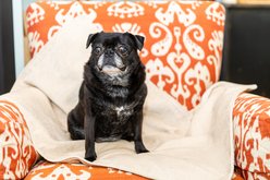 Magic Fabric Waterproof Odor Resistant Dog & Cat Furniture Cover, Custard, Small