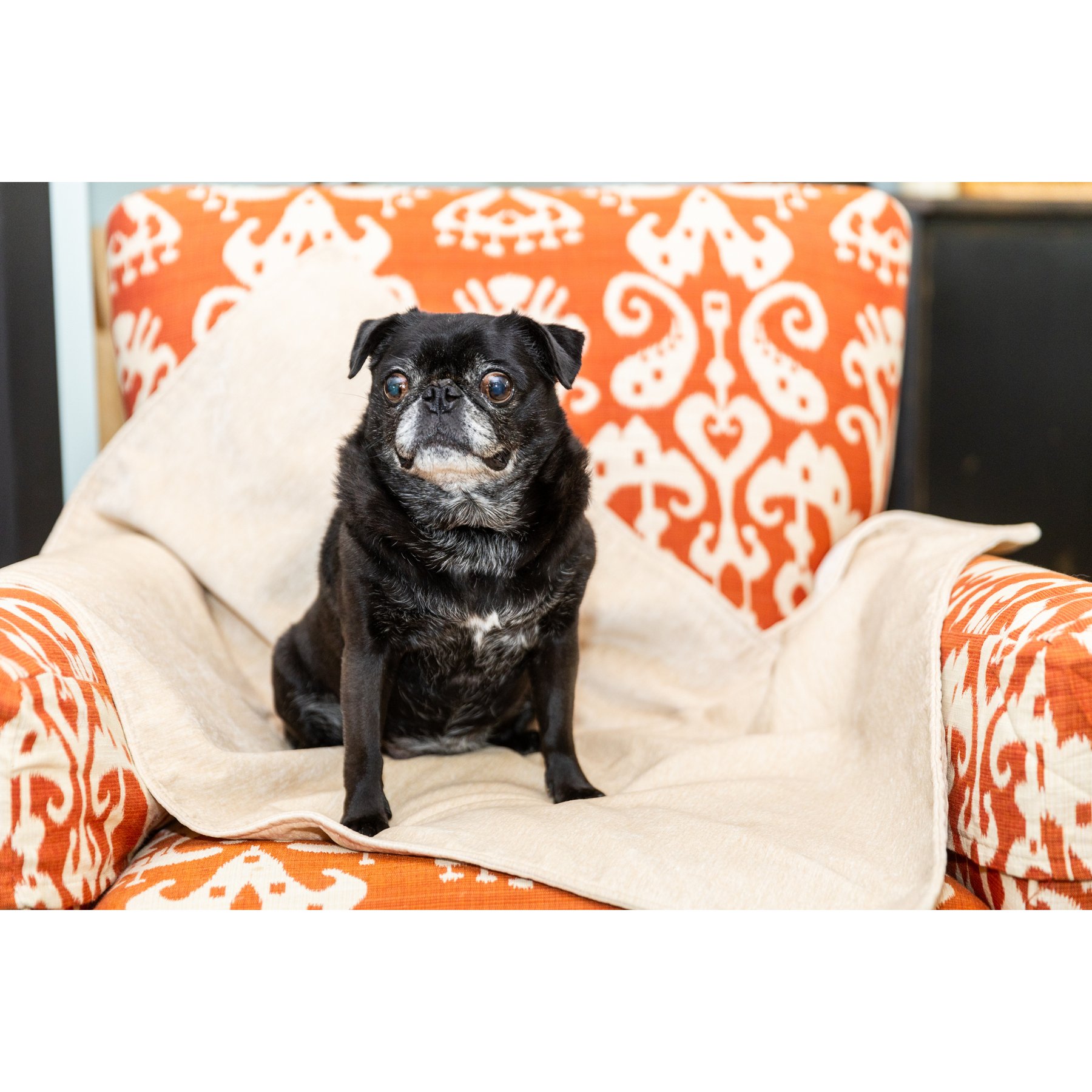 Magic Fabric Waterproof Odor Resistant Dog & Cat Furniture Cover, Custard, Small