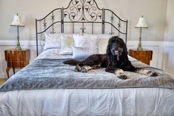 Magic Fabric Waterproof Odor Resistant Dog & Cat Furniture Cover, Stone, Jumbo