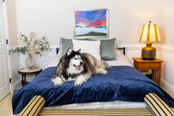 Magic Fabric Luxurious Odor Resistant Dog & Cat Furniture Cover, Eclipse, Jumbo