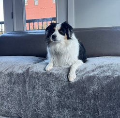 Magic Fabric Luxurious Odor Resistant Dog & Cat Furniture Cover, Stone, Medium