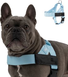 Dog Friendly Co. Adjustable Neck & Chest Chafe Resistant Dog Harness, Sky Blue, Large