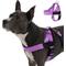 Show in main carousel: Dog Friendly Co. Adjustable Neck & Chest Chafe Resistant Dog Harness, Purple, Medium slide 1 of 9