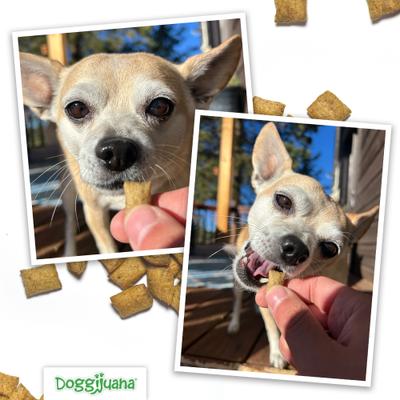 Show full view: Doggijuana Chicken Flavored Crunchy Dog Treats, 6-oz bag slide 7 of 9