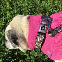 Buckle-Down DC Comics Supergirl Tattoo Scene Dog Collar, Medium: 16 to 23-in neck, 1.5-in wide slide 2 of 9