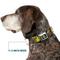 Show in main carousel: Buckle-Down Scooby Doo & Shaggy Poses Munchies Dog Collar, Large: 20 to 31-in neck, 1.5-in wide slide 8 of 9