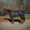 Show in main carousel: Equinavia Norse Gusseted 100g Horse Stable Blanket, Black, 66-in slide 1 of 9