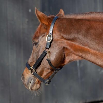 Show full view: Equinavia Valkyrie Classic Leather Horse Halter, Black, Horse slide 2 of 7