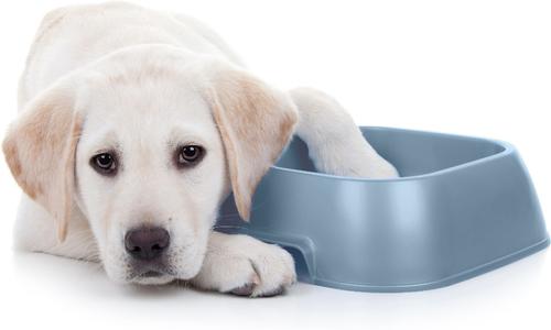 Show full view: Van Ness Non-Tip Plastic Dog Bowl, Jumbo slide 8 of 9