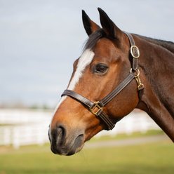 Equinavia Valkyrie Classic Leather Horse Halter, Chocolate Brown, Horse slide 1 of 2