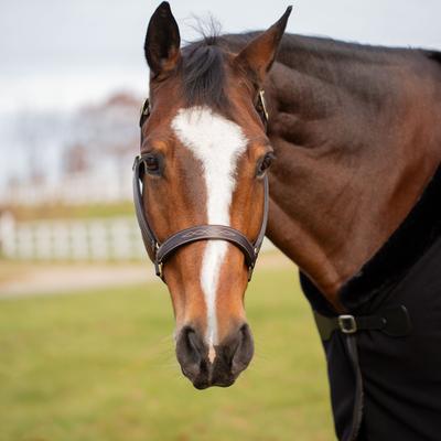Show full view: Equinavia Valkyrie Classic Leather Horse Halter, Chocolate Brown, Horse slide 2 of 2