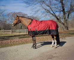 Equinavia Norse Light Weight 100g Horse Turnout Blanket, Equestrian Red, 75-in