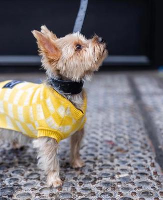 Show full view: Bespoke Paws Checkered Dog Sweater Vest, Yellow, X-Small slide 3 of 6