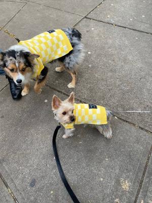 Show full view: Bespoke Paws Checkered Dog Sweater Vest, Yellow, X-Small slide 4 of 6