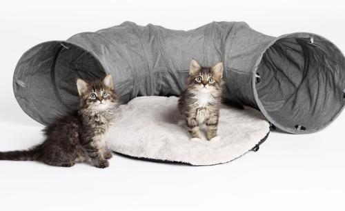 Show full view: Companion Gear Cat Tunnel Toy, 2 count slide 2 of 4