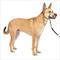 Show in main carousel: PetSafe Gentle Leader Padded No Pull Dog Headcollar, Charcoal, Medium: 9 to 19-in neck slide 1 of 11