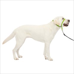 PetSafe Gentle Leader Padded No Pull Dog Headcollar, Apple Green, Large: 11 to 24-in neck