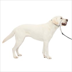 PetSafe Gentle Leader Padded No Pull Dog Headcollar, Silver, Large: 11 to 24-in neck