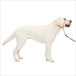 PetSafe Gentle Leader Padded No Pull Dog Headcollar, Fawn, Large: 11 to 24-in neck