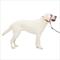 Show in main carousel: PetSafe Gentle Leader Padded No Pull Dog Headcollar, Raspberry, Large: 11 to 24-in neck slide 1 of 11
