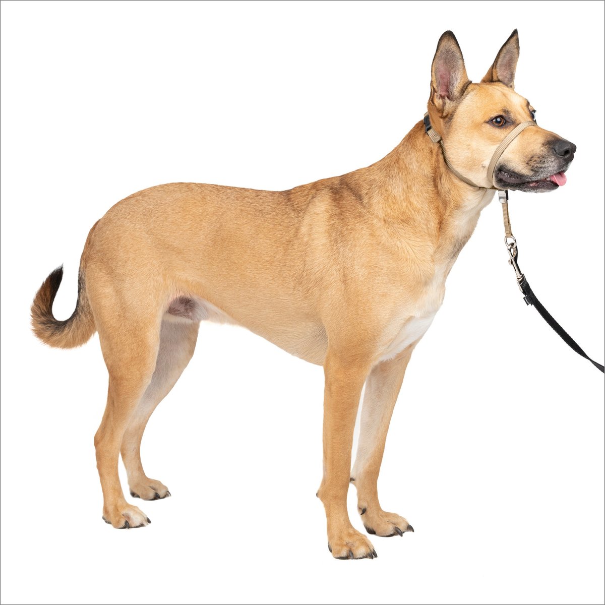 PetSafe Premier Gentle Leader Quick Release Fawn Dog Headcollar, Med