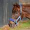 Show in main carousel: Equinavia Saga Fleece Padded Breakaway Horse Halter, Clear Sky/Skipper Blue, Warmblood slide 1 of 4