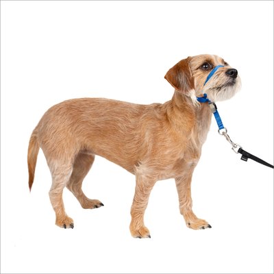 PetSafe PetSafe Gentle Leader Quick Release Royal Blue Dog Headcollar, Small