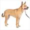 Show in main carousel: PetSafe Gentle Leader Padded No Pull Dog Headcollar, Raspberry, Medium: 9 to 19-in neck slide 1 of 12