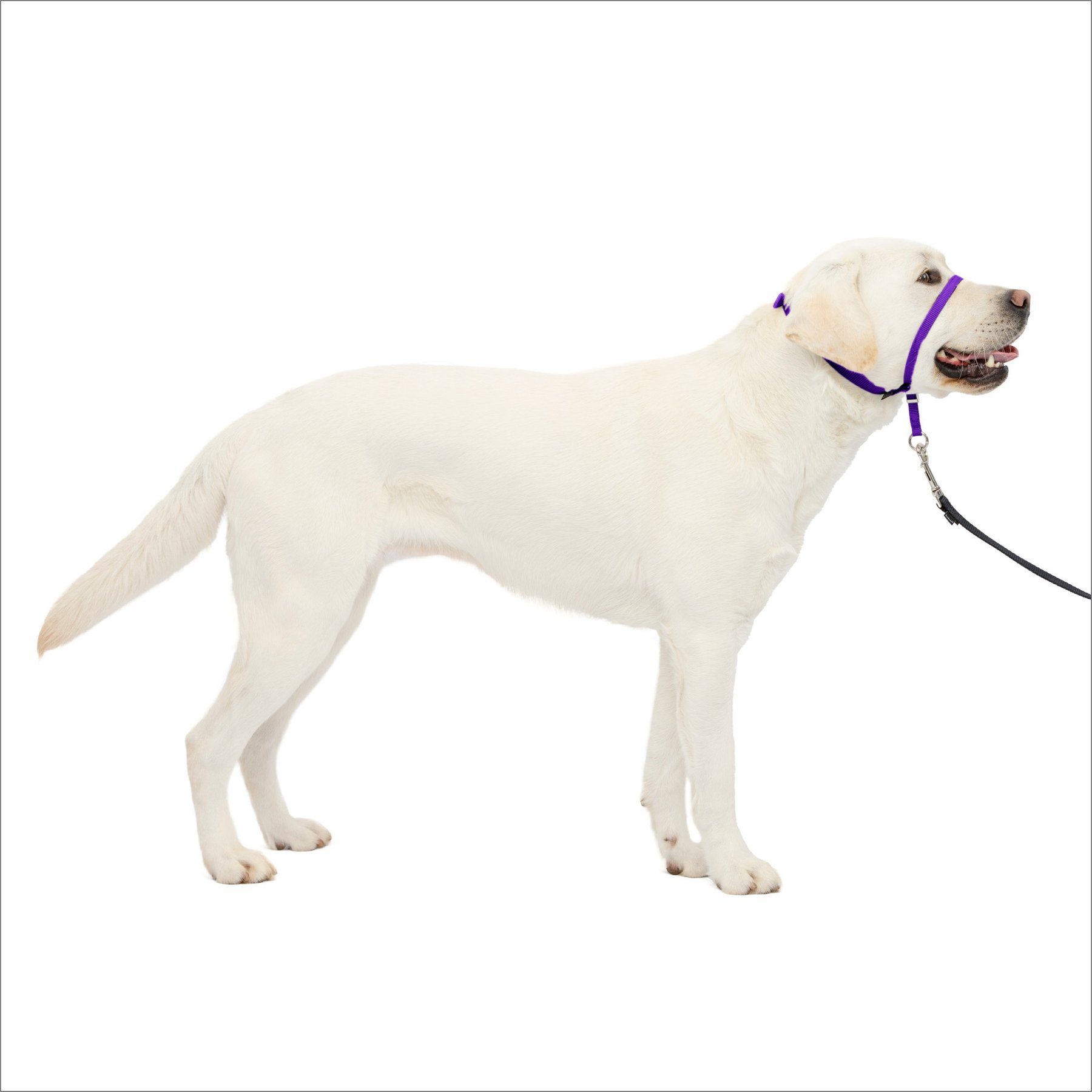 PetSafe Gentle Leader Quick Release Purple Dog Headcollar, Large