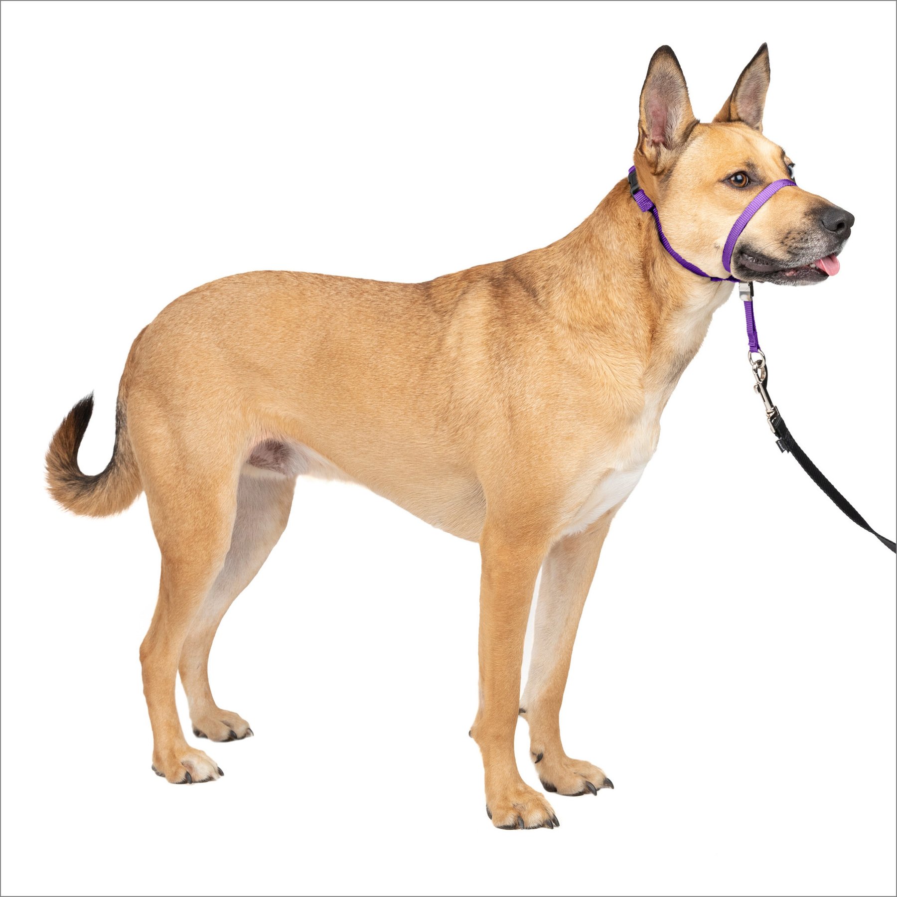 PetSafe Gentle Leader Quick Release Purple Dog Headcollar, Medium
