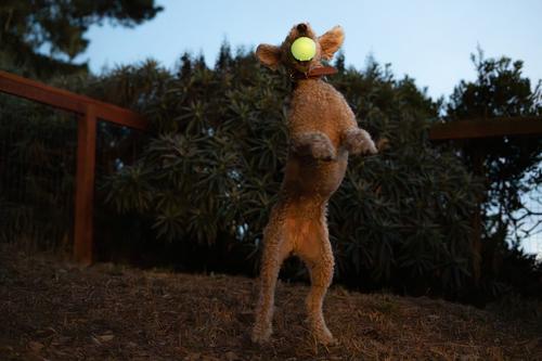 Show full view: Harry Barker Glow Ball Dog Toy, Green, 2 count, Medium: 3-in slide 4 of 8