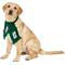 Show in main carousel: Littlearth FIFA World Cup 2026 Fan Dog Scarf, Mexico, Small slide 2 of 9