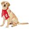 Show in main carousel: Littlearth FIFA World Cup 2026 Fan Dog Scarf, Canada, Large slide 2 of 8