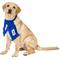 Show in main carousel: Littlearth FIFA World Cup 2026 Fan Dog Scarf, USA, Large slide 3 of 10